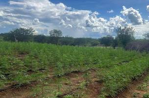 Plantação de maconha de 3,5 hectares é localizada no interior do PI; três pessoas foram presas (Foto: Reprodução/PF)