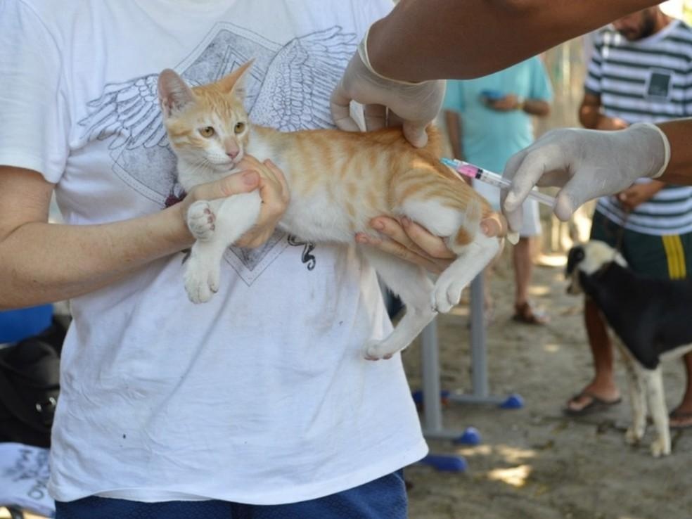 Vacinação contra a raiva para cães e gatos começa no sábado (18) em Teresina