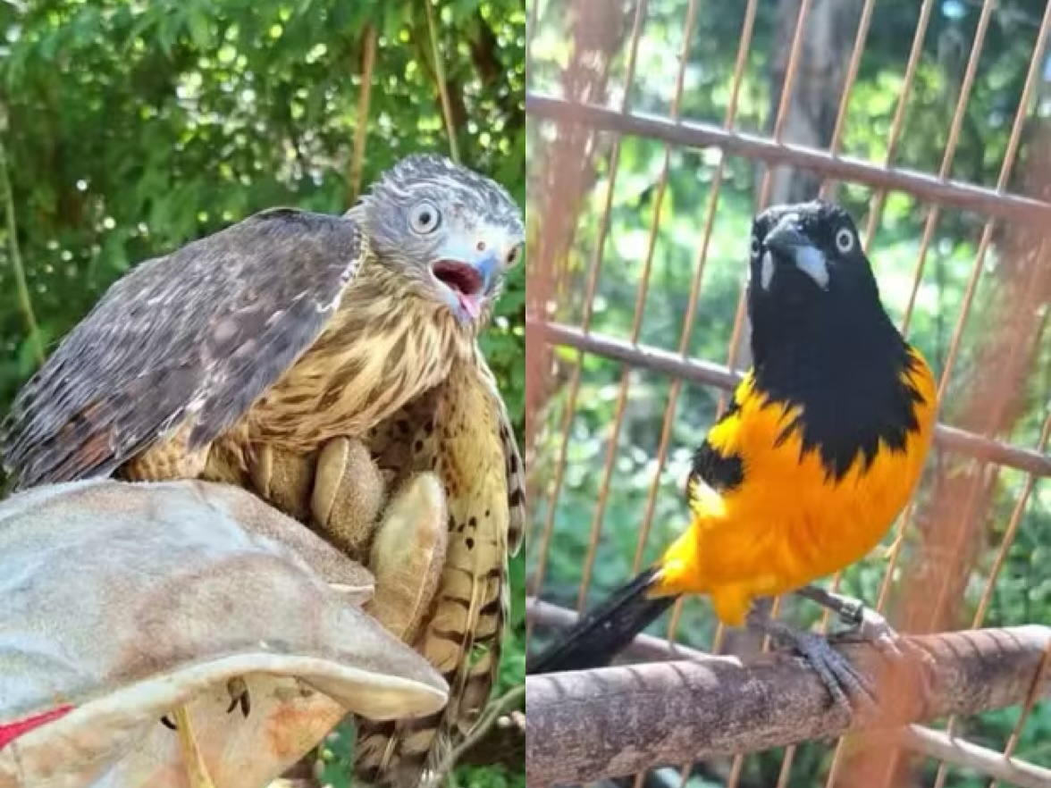 Aves foram devolvidas após reabilitação