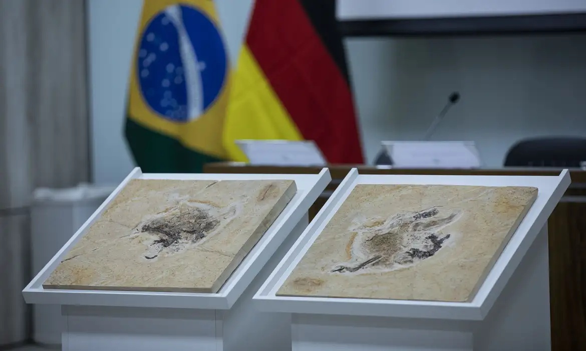Brasil tenta recuperar fósseis históricos levados ilegalmente para museus no exterior.