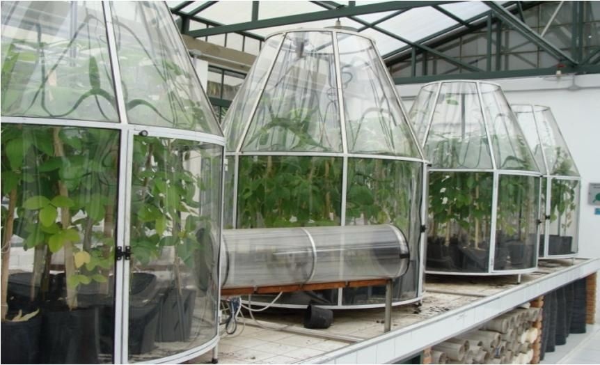 Experimento com plantas de soja sob alto CO2 e alta temperatura