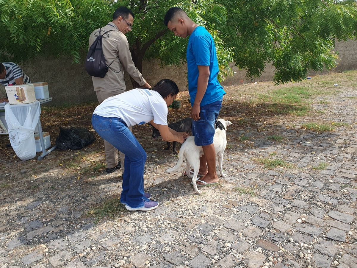 Vacinação gratuita busca ampliar proteção de cães e gatos na capital