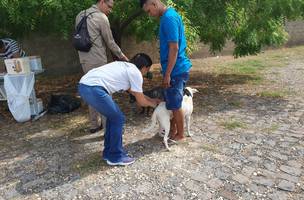 Vacinação gratuita busca ampliar proteção de cães e gatos na capital (Foto: FMS)