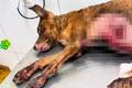 Cachorro arrastado em asfalto por caminhonete em Teresina está em tratamento