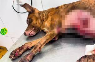 Castanha está sob cuidados veterinários na Associação Piauiense de Proteção e Amor aos Animais (Apipa) (Foto: Reprodução)