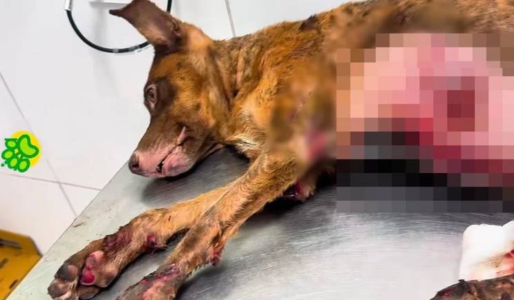 Cachorro arrastado em asfalto por caminhonete em Teresina está em tratamento