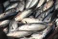 UE avalia reabrir mercado para pescados brasileiros