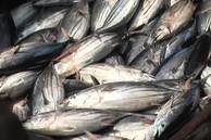 UE avalia reabrir mercado para pescados brasileiros