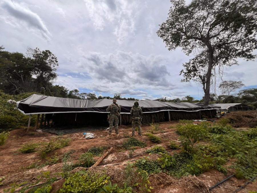 Plantação de maconha na zona rural de Juazeiro do Piauí