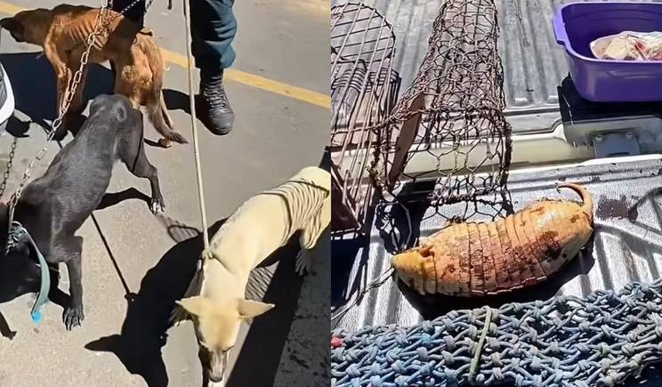 Homem é preso por caça ilegal e maus-tratos a animais na zona rural de Pio IX