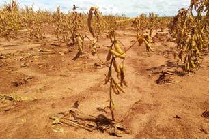 Agropecuária (Foto: Pedro Silvestre/Canal Rural)