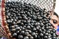 China abre mercado para polpas e frutas congeladas do Brasil