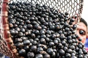 China abre mercado para polpas e frutas congeladas do Brasil