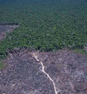 Dados mostram queda do desmatamento no Brasil em 2025, apesar de críticas dos EUA.