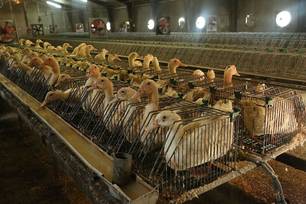 Lula sanciona lei que proíbe produção e venda de foie gras