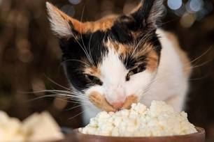 Veterinária alerta para riscos de comidas juninas à saúde de cães e gatos