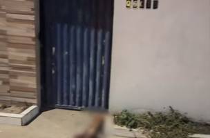 Animal foi atingido e morreu ainda no local (Foto: Divulgação/PMPI)