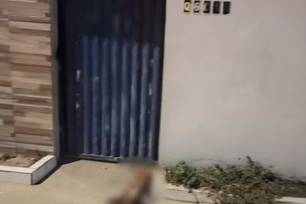 Animal foi atingido e morreu ainda no local