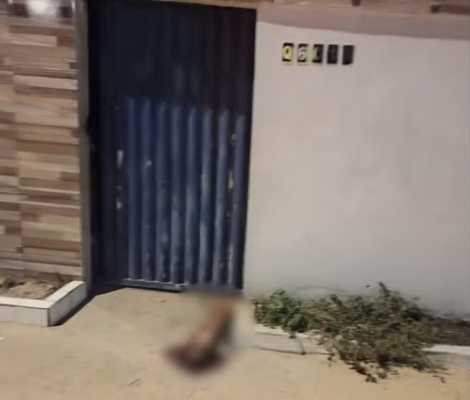 Animal foi atingido e morreu ainda no local