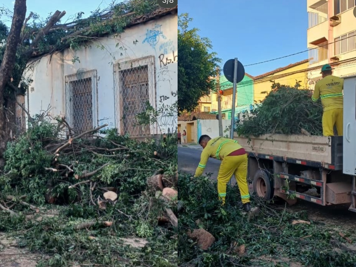 Defesa Civil cortou um oitizeiro centenário após a solicitação do proprietário de um imóvel vizinho, no centro de Teresina