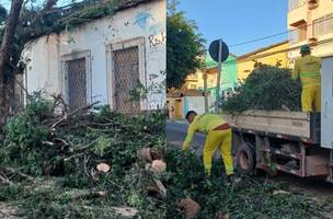 Defesa Civil cortou um oitizeiro centenário após a solicitação do proprietário de um imóvel vizinho, no centro de Teresina (Foto: Reprodução/Instagram)