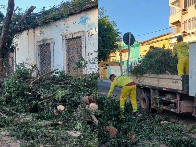 Após receber homenagem, Prefeitura de Teresina manda cortar árvores centenárias