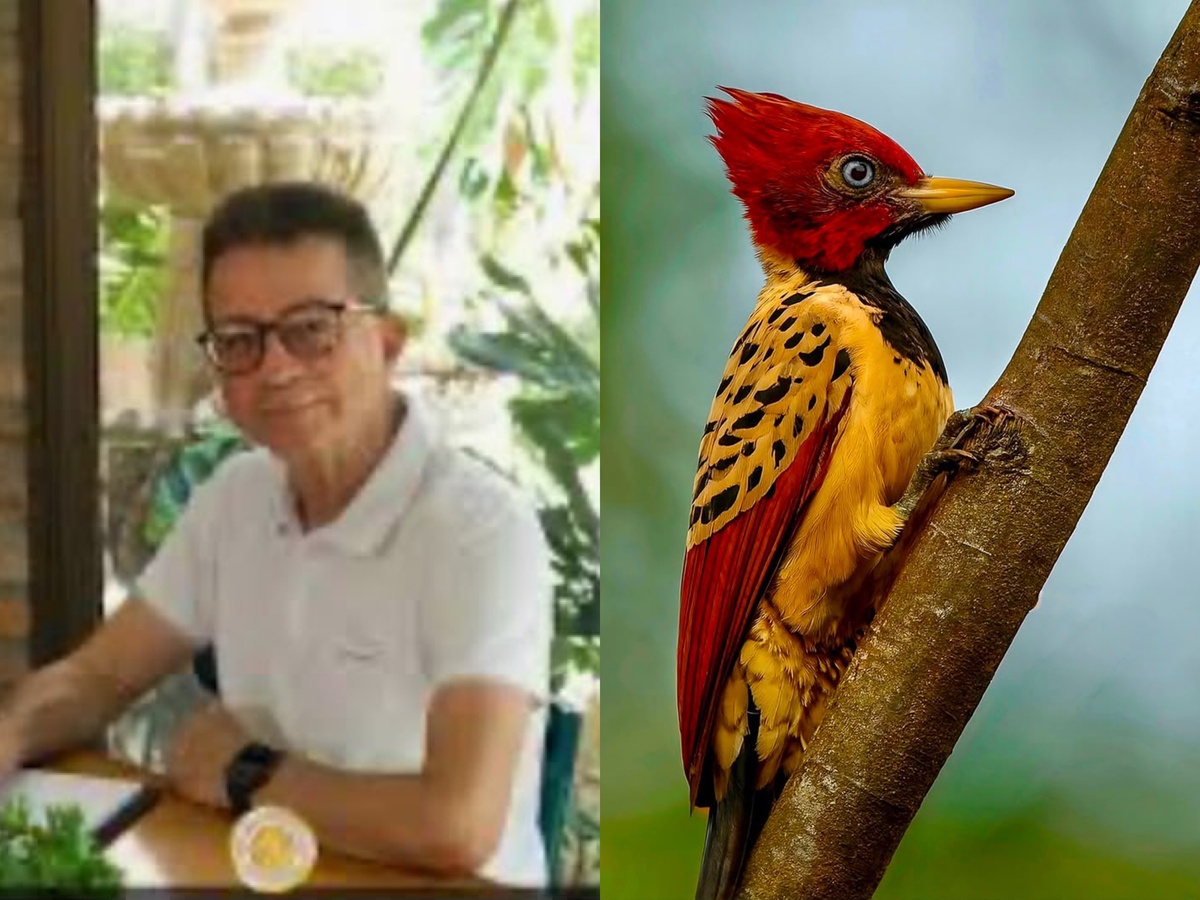Empresário João Freitas Filho e o Pica-pau-amarelo