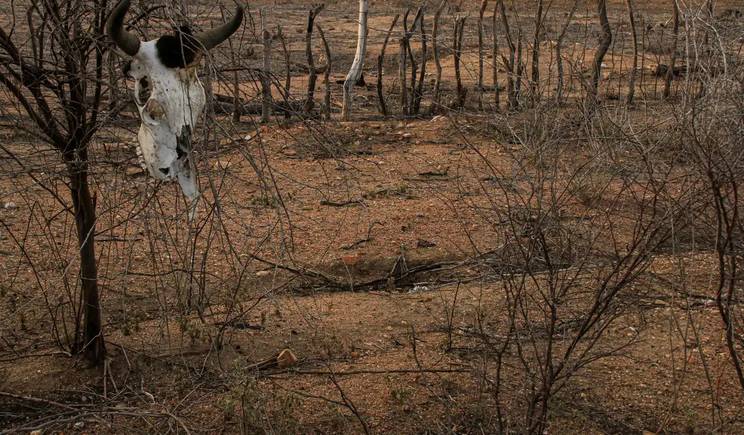 Estiagem leva sete cidades do Nordeste a decretar situação de emergência