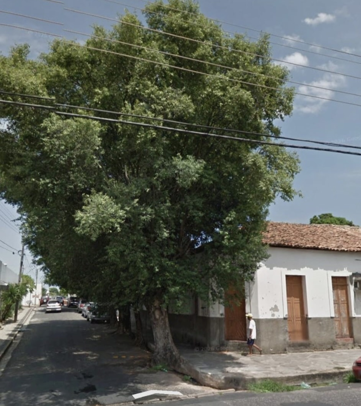 Imagem da árvore antes de ser cortada
