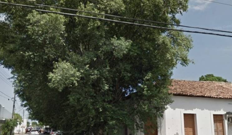 Após receber homenagem, Prefeitura de Teresina manda cortar árvores centenárias