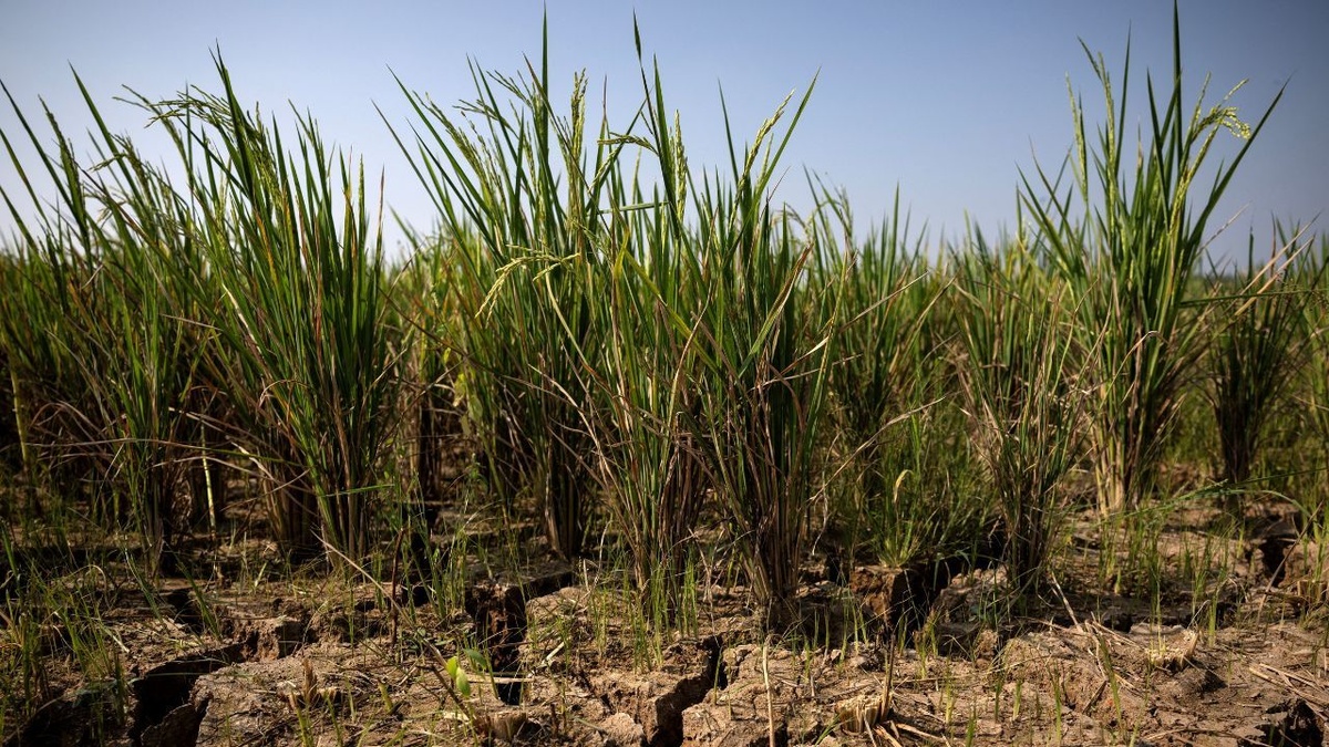 ONU alerta que El Niño muito forte pode agravar a fome em regiões vulneráveis do mundo.