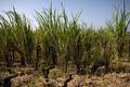 ONU projeta alta da fome aguda com avanço de El Niño muito forte
