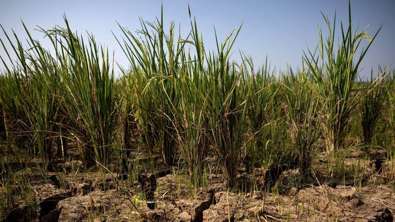 ONU projeta alta da fome aguda com avanço de El Niño muito forte