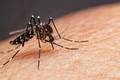 Piauí confirma 15 mortes por dengue e registra quase 17 mil casos em 2026