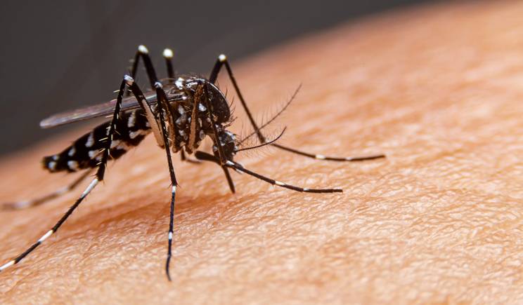 Piauí confirma 15 mortes por dengue e registra quase 17 mil casos em 2026