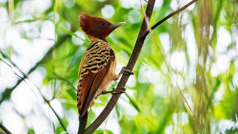 Pica-pau-do-Parnaíba é nova ave símbolo do Piauí