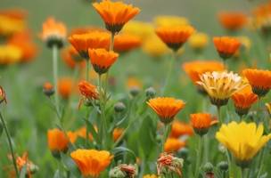 Calendula officinalis L. desperta cada vez mais interesse nas indústrias de alimentação e cosméticos (Foto: Shutterstock)