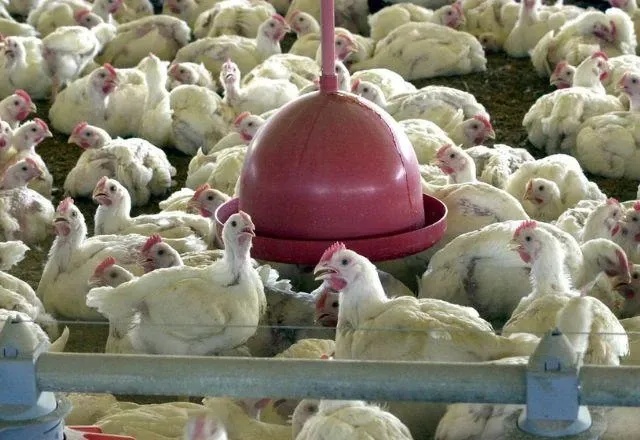 Ministro André de Paula anunciou a retomada das exportações de aves e mel à UE.