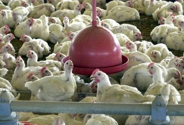 UE libera novamente aves e mel do Brasil, mas mantém boi suspenso