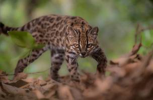 Novo gato-tigre foi identificado nas florestas nubladas dos Yungas, na Bolívia. (Foto: National Geographic/Divulgação via REUTERS)