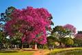 Primavera começa na terça-feira com equinócio às 21h05
