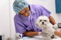Clínica Veterinária retoma atendimentos de rotina e pequenas cirurgias