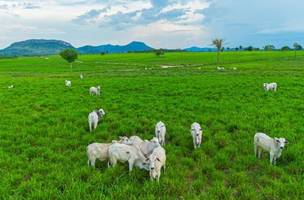 União Europeia mantém restrições sanitárias e aguarda adequação do Brasil. (Foto: Imaflora)
