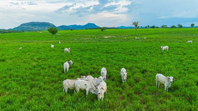 União Europeia mantém restrições sanitárias e aguarda adequação do Brasil.