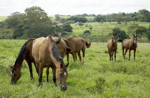 PRF realiza operação de captura de animais no interior do Piauí (Foto: -)