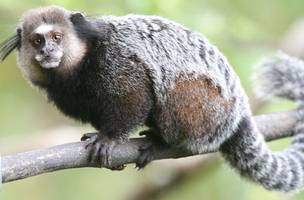 Sagui contaminado com o vírus da raiva é encontrado morto na UFPI (Foto: -)