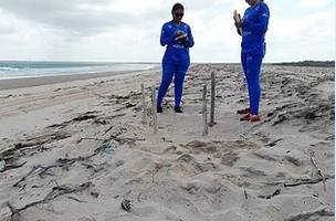 Poluição em praias causa morte de tartarugas marinhas no litoral do Piauí (Foto: -)