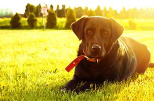 Como cuidar dos cães no verão e evitar a hipertermia (Foto: -)