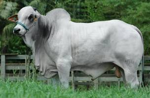 Boi nelore (Foto: Foto: Divulgação)