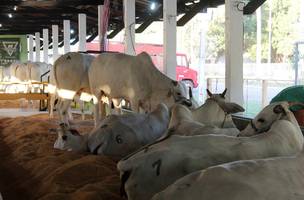 Presente na ExpoTeresina, Fazenda Vitória comercializa fêmeas da raça nelore (Foto: -)